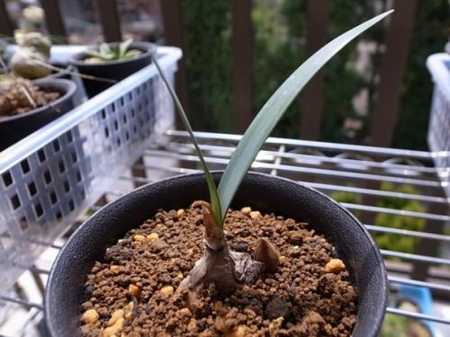 Циртантус, или валлота - алая красота. 03