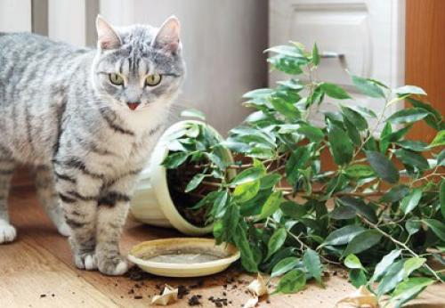 Кошки и вещи. 02