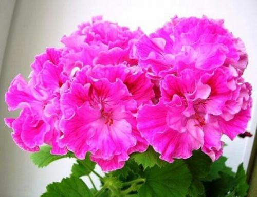 Виды пеларгоний.  Это важно знать. 05