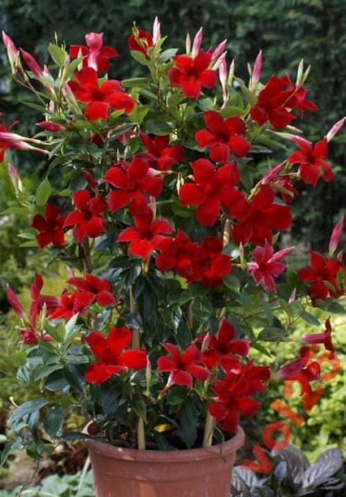 Дипладения.  Цветочнаясемья. Комнатныецветы.