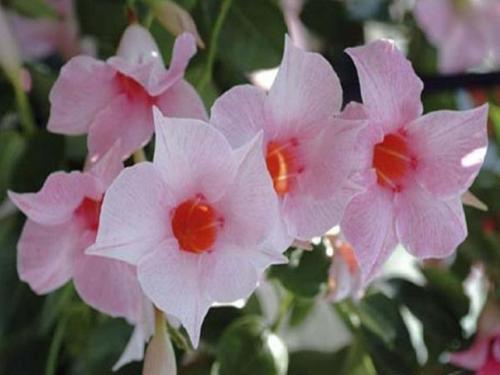 Дипладения.  Цветочнаясемья. Комнатныецветы. 02