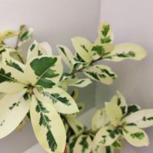 Фикус микрокарпа - бонсай для начинающих. 02