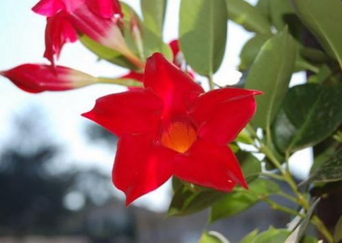 Дипладения.  Цветочнаясемья. Комнатныецветы. 01