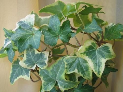 Топ - 10 вьющихся растений. 03