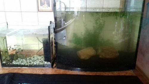 А у меня тут довольно необычный спойлер запуск аквариума! 05