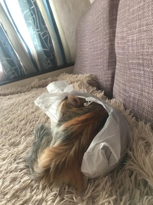 Хочу предложить вашему вниманию кошечку Афоню. 03