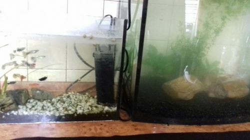А у меня тут довольно необычный спойлер запуск аквариума! 06