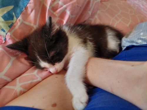 Малыш дом ищет! 04