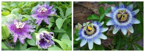 Пассифлора - тропическая красавица в наших квартирах. 01