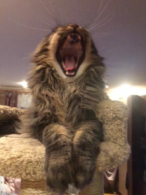 Мечты Сбываются или как мы Обзавелись Двумя Мейн - Кунами Сразу. 06