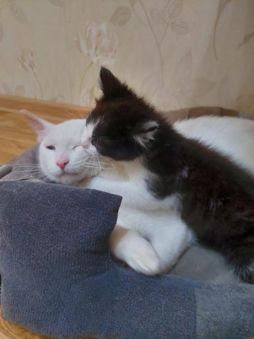 Малыш дом ищет! 03