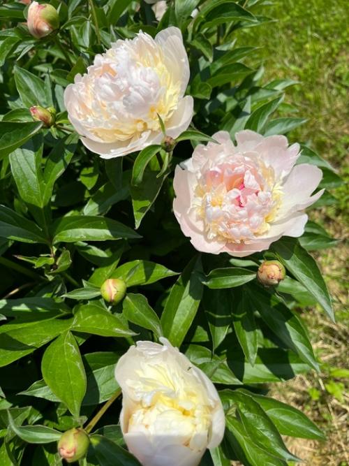 В саду пионы … расцвели.