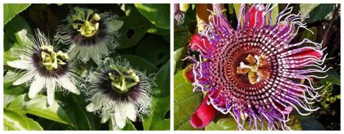 Пассифлора - тропическая красавица в наших квартирах. 02