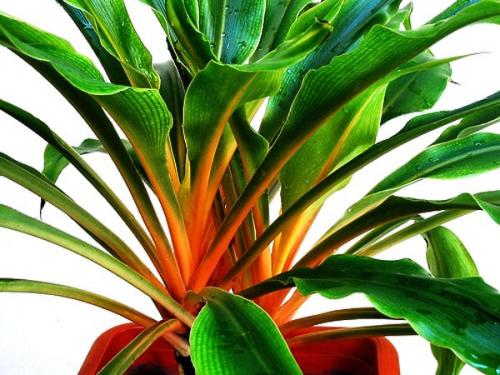 Хлорофитум. Хлорофитум, именно то самое комнатное растение, с которого чаще всего начинается увлечение цветами. 03 Хлорофитум. Хлорофитум, именно то самое комнатное растение, с которого чаще всего начинается увлечение цветами. 03