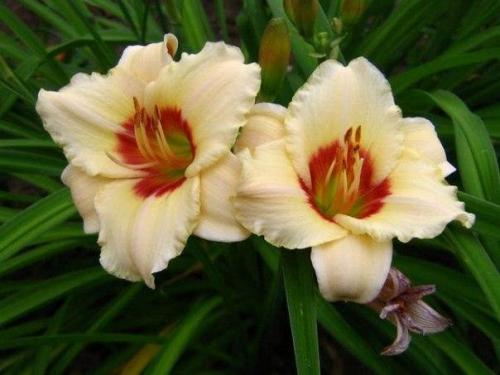 Выращивание лилейников.   Лилейник цветком интеллигентного лентяя является. 03