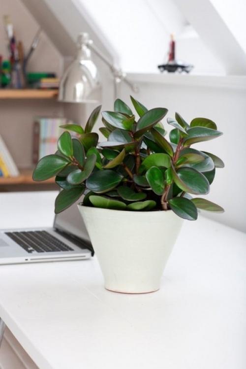 Пеперомия туполистная (Peperomia Obtusifolia). 01