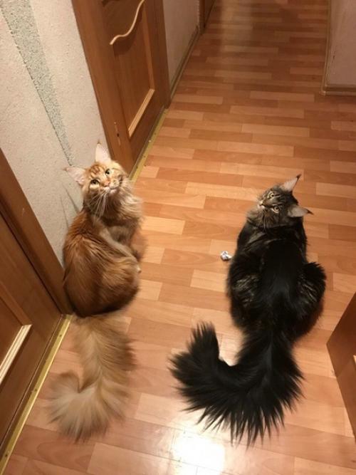 Мечты Сбываются или как мы Обзавелись Двумя Мейн - Кунами Сразу. 01