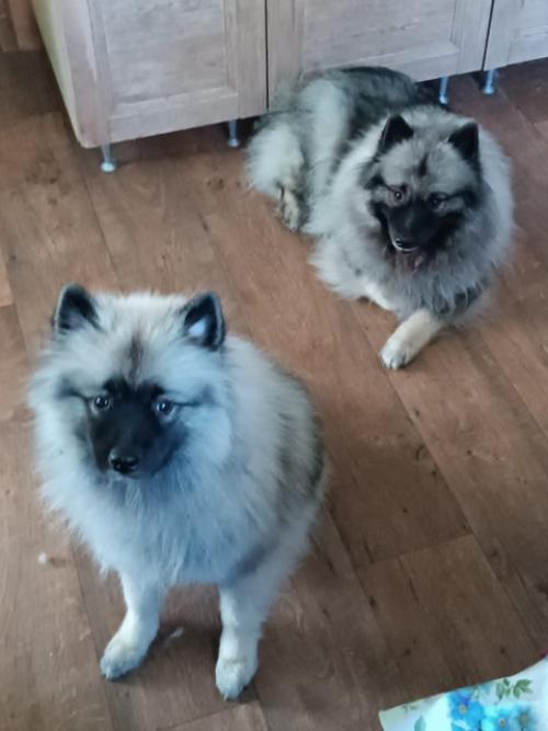 Шуточный кейс как сделать счастливым любимого хозяина -. 02