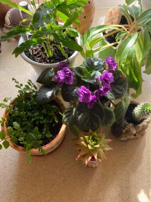 Цветы как дети! 01