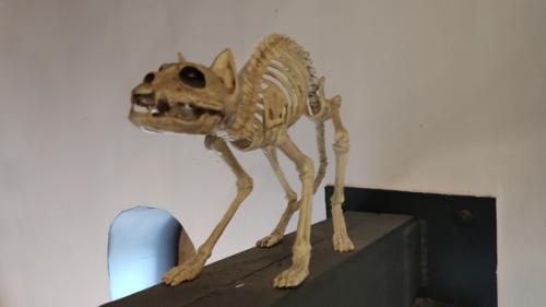 Мурариум - это частная арт - коллекция в Зеленоградске, в которой собранно более четырех с половиной тысяч предметов с изображением котиков. 07