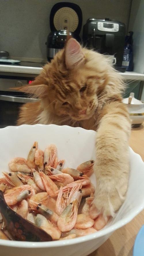 Мечты Сбываются или как мы Обзавелись Двумя Мейн - Кунами Сразу. 02