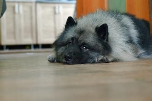 Шуточный кейс как сделать счастливым любимого хозяина -. 01