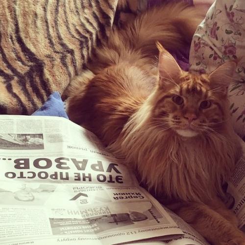 Мечты Сбываются или как мы Обзавелись Двумя Мейн - Кунами Сразу. 03