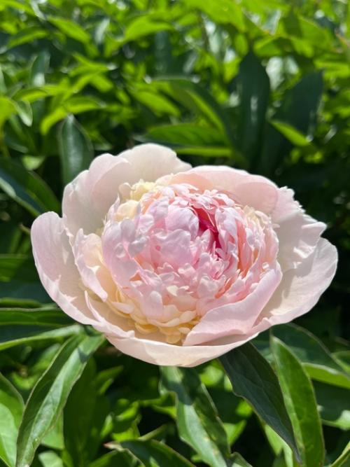 В саду пионы … расцвели. 01