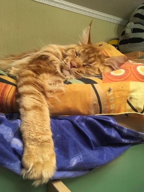 Мечты Сбываются или как мы Обзавелись Двумя Мейн - Кунами Сразу. 04