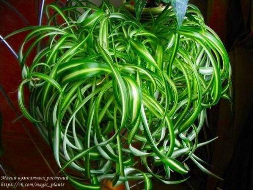Хлорофитум. Хлорофитум, именно то самое комнатное растение, с которого чаще всего начинается увлечение цветами. 04 Хлорофитум. Хлорофитум, именно то самое комнатное растение, с которого чаще всего начинается увлечение цветами. 04