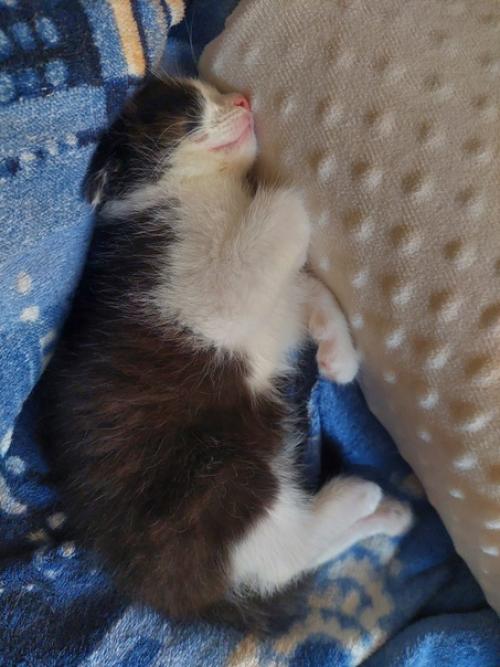 Малыш дом ищет! 02