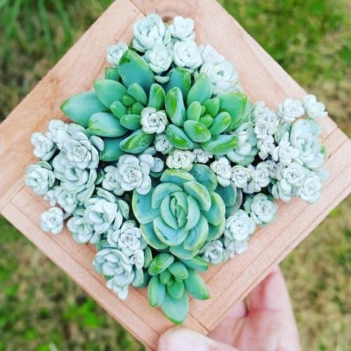 Суккуленты часть 1. 01