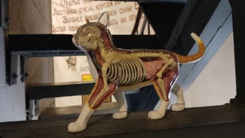 Мурариум - это частная арт - коллекция в Зеленоградске, в которой собранно более четырех с половиной тысяч предметов с изображением котиков. 08