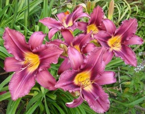 Выращивание лилейников.   Лилейник цветком интеллигентного лентяя является. 02