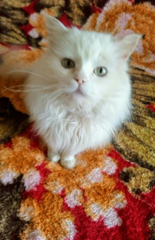 В добрые и ответственные руки пристраивается солидный кот, помесь перса Марик. 01