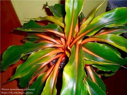 Хлорофитум. Хлорофитум, именно то самое комнатное растение, с которого чаще всего начинается увлечение цветами. 01 Хлорофитум. Хлорофитум, именно то самое комнатное растение, с которого чаще всего начинается увлечение цветами. 01