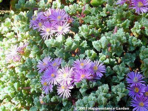 Любимые суккуленты: уход за оскулярией в домашних условиях. 05