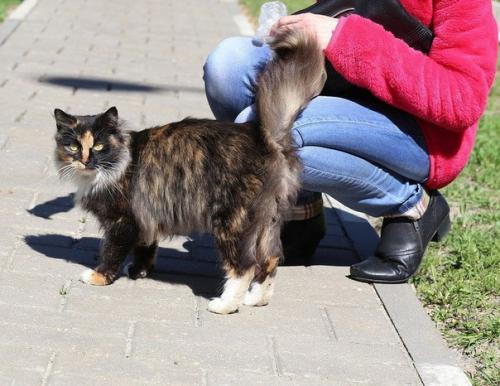 Срочно, очень - очень срочно ищет постоянный дом! 02