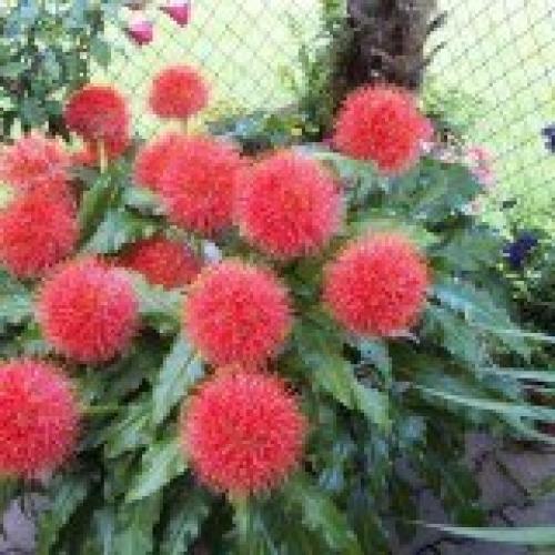 Гемантус?  Гемантус, называемый в народе Слоновьим Ухом или оленьим языком - необычное растение с похожими на одуванчики цветками. 03