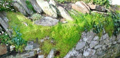 Растения_компаньоны@Parnas_Flowers солейролия@Parnas_Flowers. 02