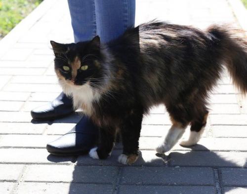 Срочно, очень - очень срочно ищет постоянный дом! 03