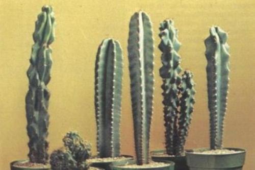 Особенности ухода за лемэроцереусом в домашних условиях. 02 Особенности ухода за лемэроцереусом в домашних условиях. 02