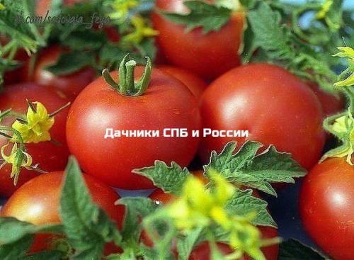 Детские маринованные огурчики. 03