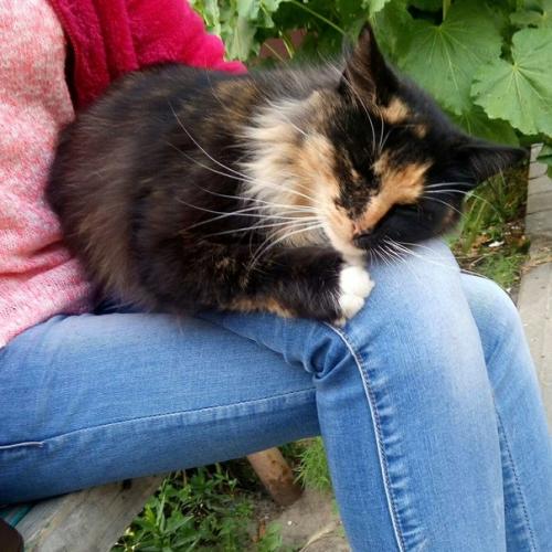 Срочно, очень - очень срочно ищет постоянный дом! 01