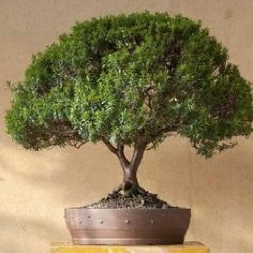 Мирт - дома твоего! 04