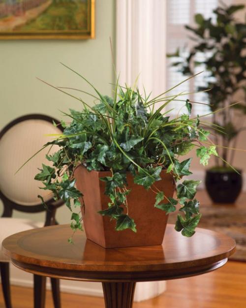 10 лучших домашних растений, не требующих ухода. 01