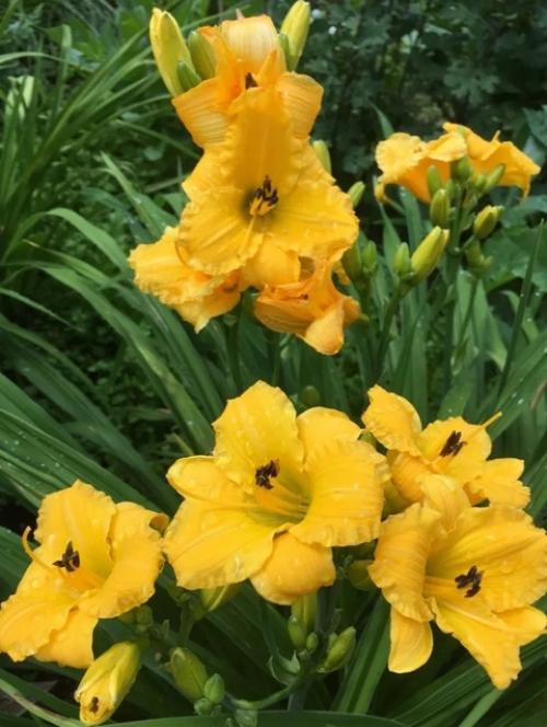 Желтый цвет - это цвет, который напоминает о солнце, наполняет энергией, заряжает оптимизмом, дарит хорошее настроение и радость. 02