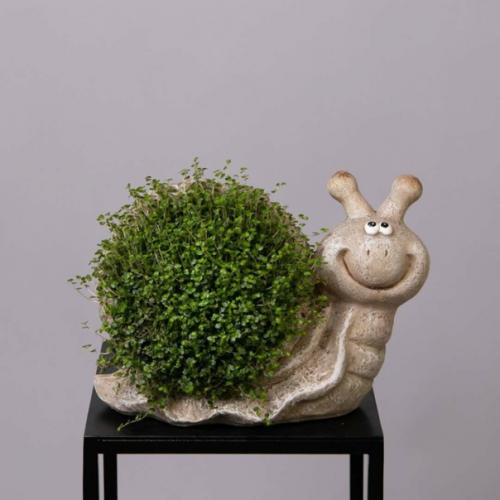 Растения_компаньоны@Parnas_Flowers солейролия@Parnas_Flowers. 04