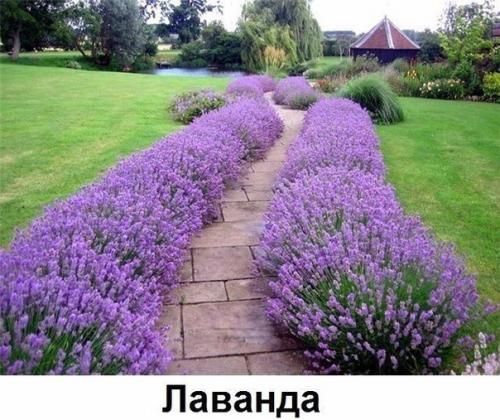 Какие цветы вдоль дома посадить? 04