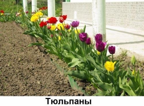 Какие цветы вдоль дома посадить? 07